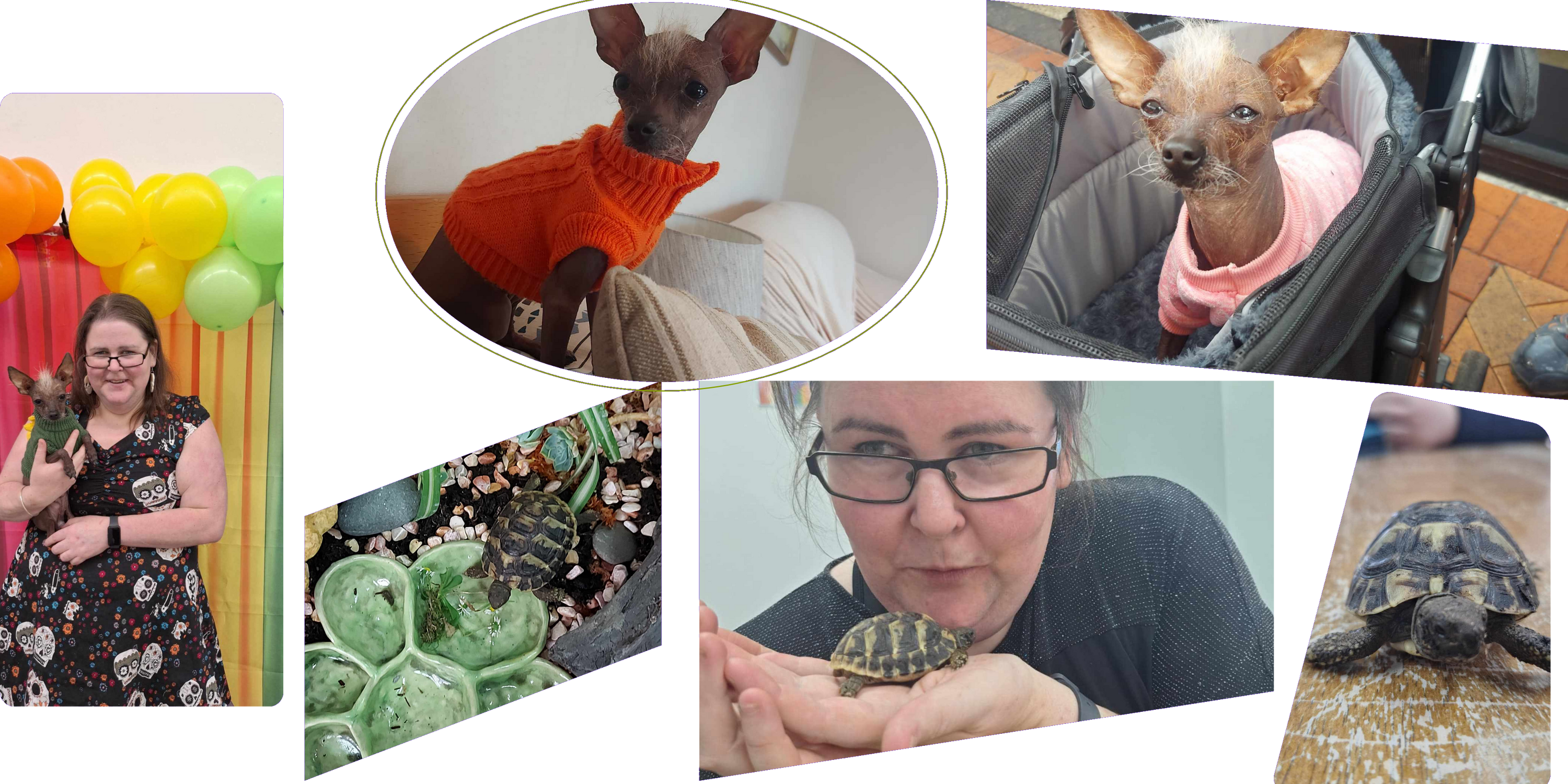 New Adoptions Planed